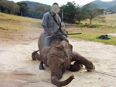 Elephant abuse: More than meets the eye