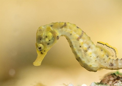 Plea to protect Knysna seahorses