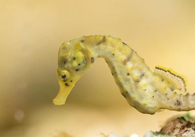 Plea to protect Knysna seahorses