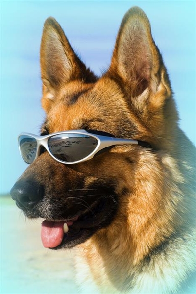Honde op sommige strande welkom