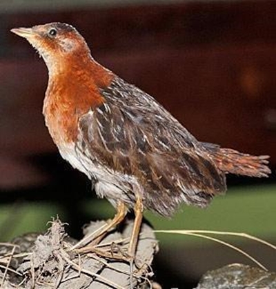 Birdlife SA Bird of the Year