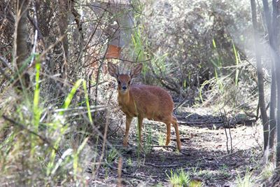 Help arrives for wildlife