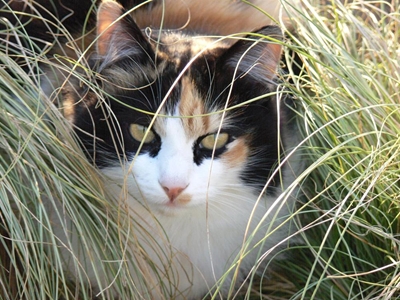 Get clicking for animal welfare in Knysna