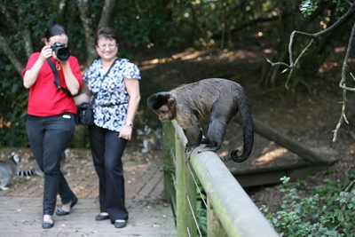 Pokémon now at Plett animal sanctuaries