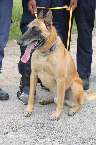 Police in need of dogs