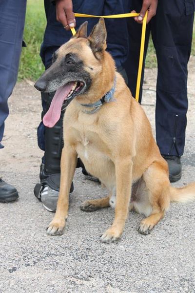 Police in need of dogs