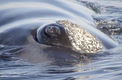 Early whales catch the limelight