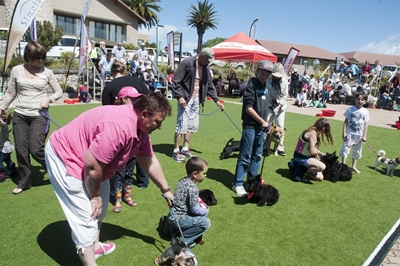 Four-legged friends put best paws forward