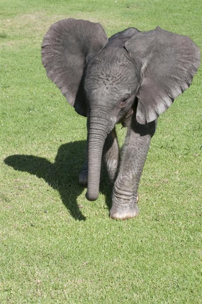 Big joy (and sadness) at elephant park