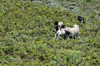 Update: Sheepdogs herd in Knysna