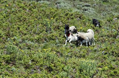 Update: Sheepdogs herd in Knysna