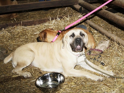 Die boerboel - 'n eg SA hond