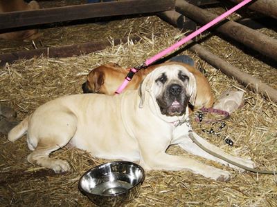 Die boerboel - 'n eg SA hond