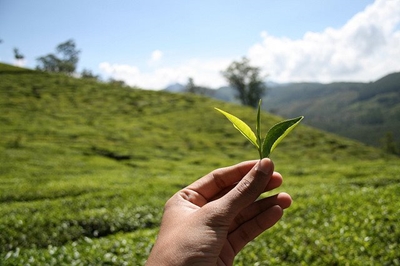 Rooibos: good production management key to higher yields