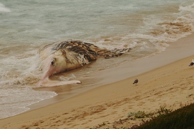 Dead whale on Tergniet beach to be removed