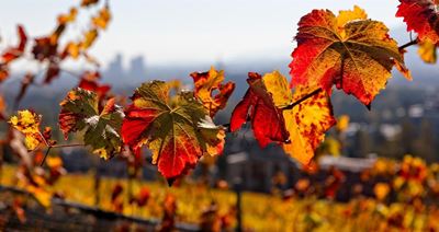 Autumn chores to fill the long days at home
