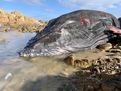 No way home for humpback