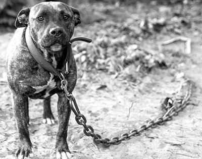 Pastor and nephew convicted of dogfighting in Ekurhuleni