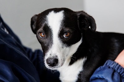 Can you give Lady the loving home she deserves?