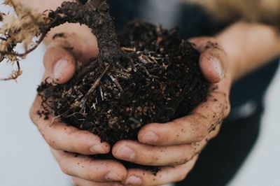 Creating a waterwise garden