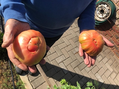 Saayman se grootste tamatie-oes