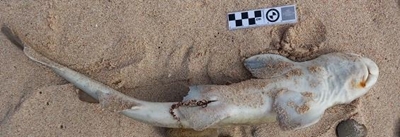 Strandloper Project prepares for research expedition