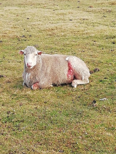 Boere raadop met honde se bloedlus