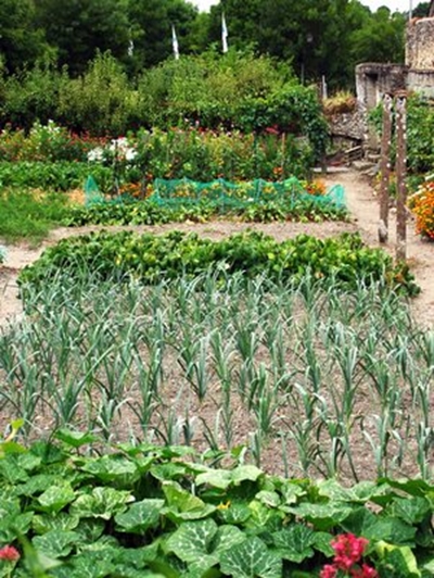 Growing veggies on small plot of land can be done