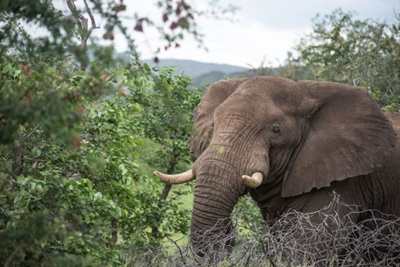 African elephant status change a wake-up call for humans