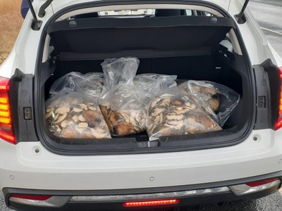 120 kg onwettige perlemoen gevind
