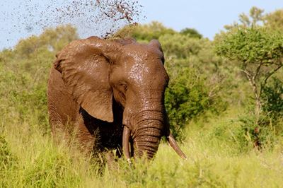 Look, an elephant!