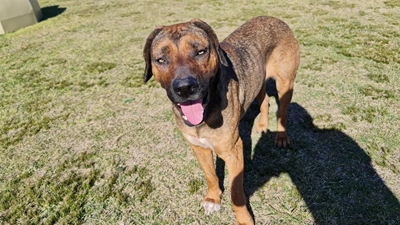 Adoptions at the SPCA