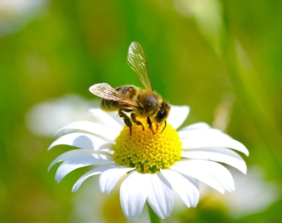 Keep your garden buzzing this World Bee Day