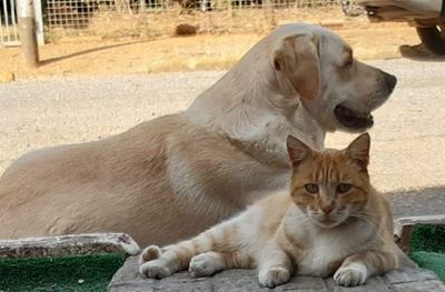 Honde en katte steeds welkom
