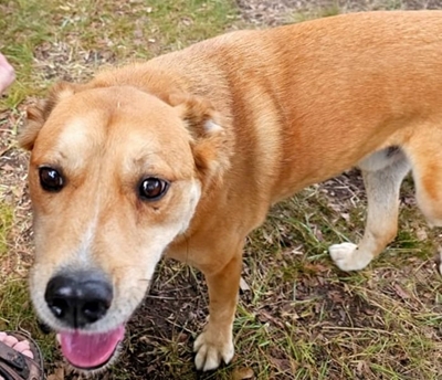 Meet Toffee - A gentle soul Looking for a second chance