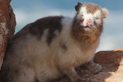Dassie laat kenners kopkrap