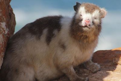 Dassie laat kenners kopkrap