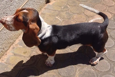 Verlore hond in Heiderand