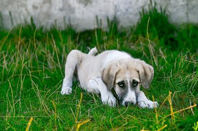 Hill’s Pet Nutrition announces urgent recall