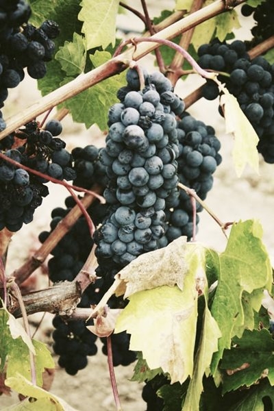 Slightly larger wine grape harvest expected in 2020