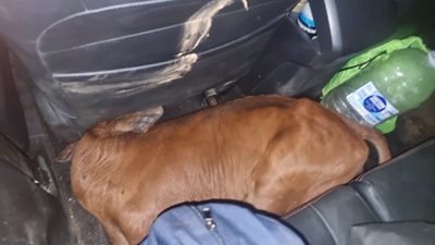 22 stolen cattle retrieved 