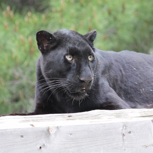 It's a beautiful day' for Bono the black leopard