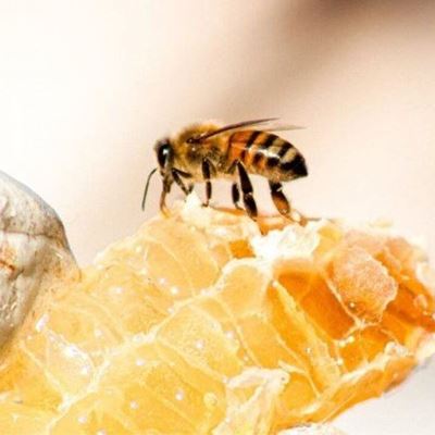 How we can help the honey bee?