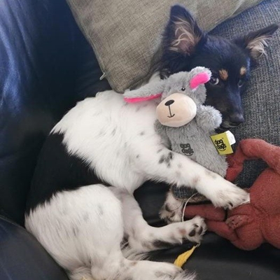 Keep your pets safe from fireworks