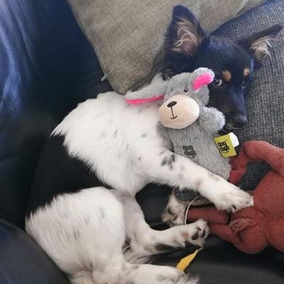 Keep your pets safe from fireworks