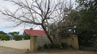 Beetle threat: Public asked to help