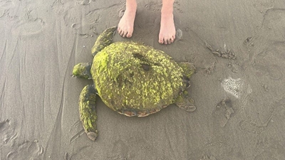 Seeskilpad op Boggomsbaai na Kaapstad gestuur vir versorging