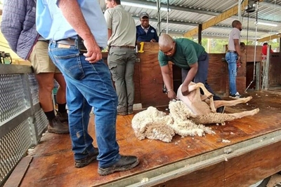 Die wol gaan spat by Riversdal Landbouskou