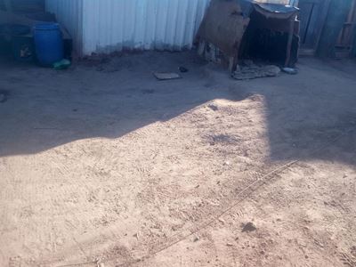 Polisie skiet hond na hy hulle aanval