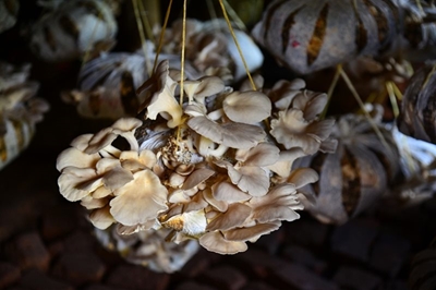 Hero Mushroom transforms rural communities in Uganda to save cranes